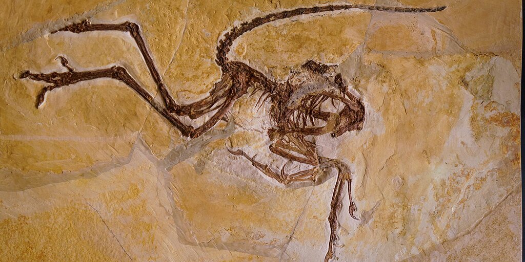 Archaeopteryx im Museum Solnhofen