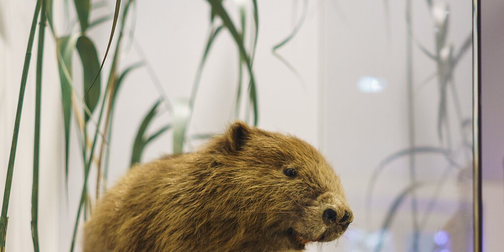 Ausgestopfter Biber in einer Vitrine, im Hintergrund betrachten zwei Personen eine Ausstellung.